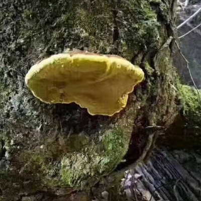 桑黄 桑树桑黄 西藏桑树桑黄 量大从优 上等桑黄 西藏特产       1件图5