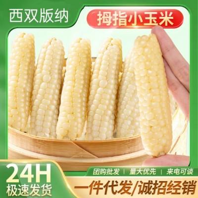 云南西双版纳拇指玉米新鲜手指小玉米迷你现摘甜白糯宝宝孕妇玉米     1斤