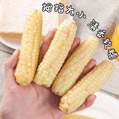 云南西双版纳拇指玉米新鲜手指小玉米迷你现摘甜白糯宝宝孕妇玉米     1斤图4
