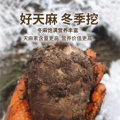 散装云南昭通天麻 30头40头天麻 打粉煲汤烹调500g天麻现货1件图4