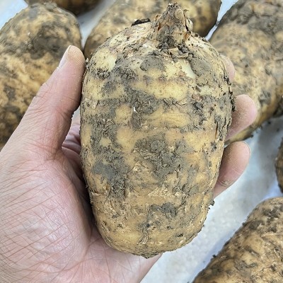 云南特产昭通小草坝新鲜天麻1斤装鲜货现挖现发全规格大小批发1袋图2