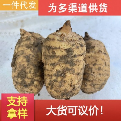 云南特产昭通小草坝新鲜天麻1斤装鲜货现挖现发全规格大小批发1袋