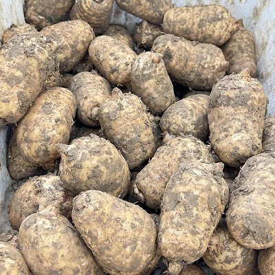 云南特产昭通小草坝新鲜天麻1斤装鲜货现挖现发全规格大小批发1袋图4