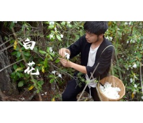 云南神奇的食材——大白花