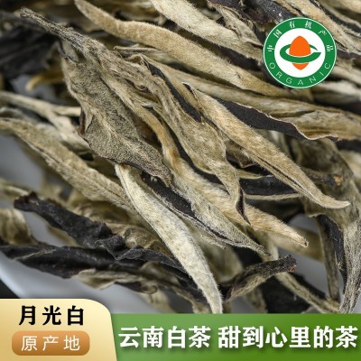 自产自销云南景谷秧塔高山有机白茶蜜香月光白500克白茶散 茶批发1斤图2