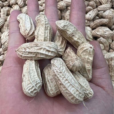 云南普洱产地精选优质黑花生带壳农家自产紫花生五谷杂粮一件代发2袋图2