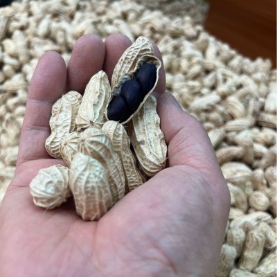 云南普洱产地精选优质黑花生带壳农家自产紫花生五谷杂粮一件代发2袋