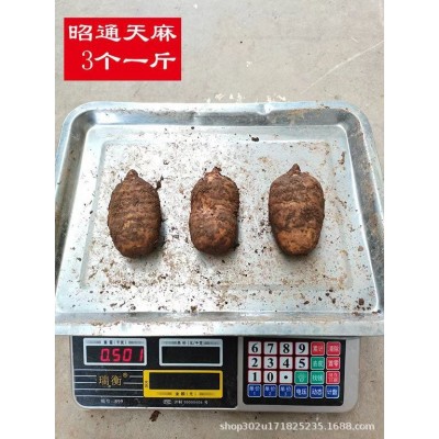 天麻云南昭通小草坝生天麻中药材产地发货新鲜天麻平台一件代发2斤图5