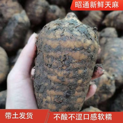 天麻云南昭通小草坝生天麻中药材产地发货新鲜天麻平台一件代发2斤