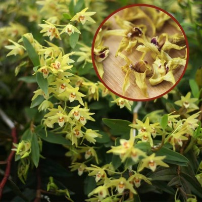 云南铁皮石斛花批发 石斛干花 当季新花产地货源干品花茶中药材2件图2