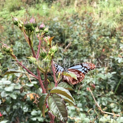 云南金边玫瑰花茶云南花瓣 玫瑰花金边玫瑰 产地批发厂家 2斤图4