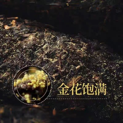 06年原料压制安化黑茶1000克天尖茯2斤金花茯砖手筑茯茶2015年制  1件图4