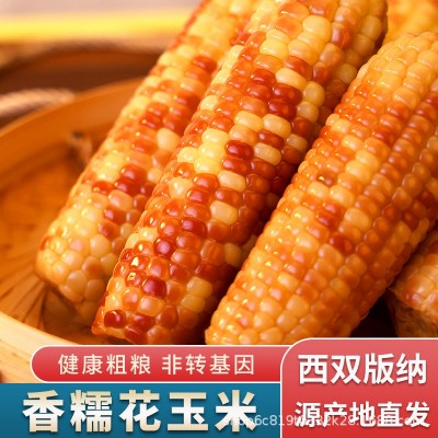 云南特产西双版纳香糯小玉米新鲜真空装甜糯小花糯玉米即食早餐包2斤