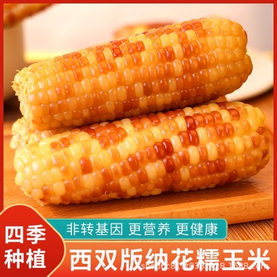 云南特产西双版纳香糯小玉米新鲜真空装甜糯小花糯玉米即食早餐包2斤图3