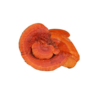 批发中药材林樟芝干货批发赤灵芝牛樟芝整枝灵芝红栓菌厂家直供2件图2