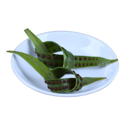 化石草 肾精茶 结石茶肾精草中药材农产品老拗去石草排化石草2件图4