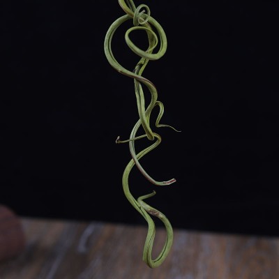 化石草 肾精茶 结石茶肾精草中药材农产品老拗去石草排化石草2件图2