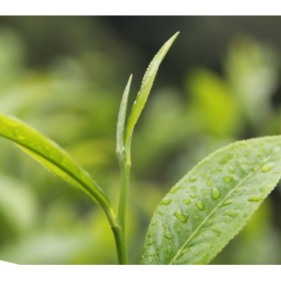 云南高山白茶2021年头春月光白250克茶叶头采非福鼎白牡丹散装茶1袋图4