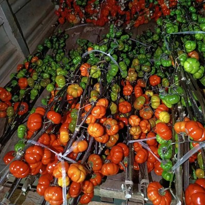 迷你小南瓜斗南鲜花基地直批昆明花卉市场真花插花水养果瓶插花艺2扎图4