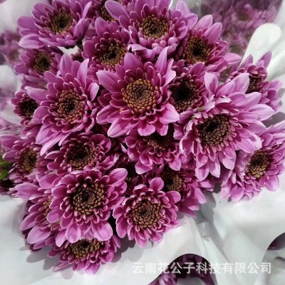 【多头小菊】昆明鲜花批发 各色多头小雏菊长花期 10枝/扎2扎图4
