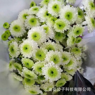 【多头小菊】昆明鲜花批发 各色多头小雏菊长花期 10枝/扎2扎图3