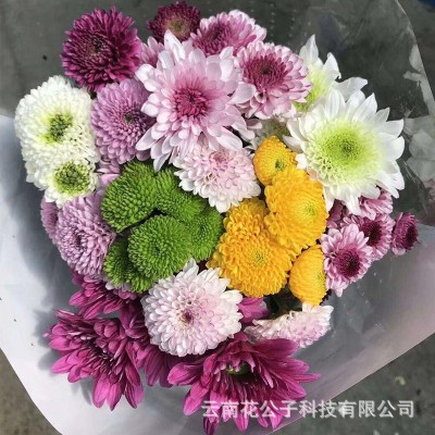 【多头小菊】昆明鲜花批发 各色多头小雏菊长花期 10枝/扎2扎图5