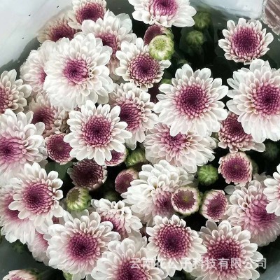【多头小菊】昆明鲜花批发 各色多头小雏菊长花期 10枝/扎2扎图2