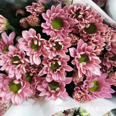 【多头小菊】昆明鲜花批发 各色多头小雏菊长花期 10枝/扎2扎
