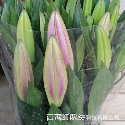 百合鲜花直批昆明基地花店摆摊开业花篮婚礼布置基地批发 10支/扎1扎图3