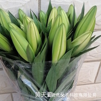 百合鲜花直批昆明基地花店摆摊开业花篮婚礼布置基地批发 10支/扎1扎