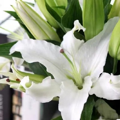 百合鲜花直批昆明基地花店摆摊开业花篮婚礼布置基地批发 10支/扎1扎图5