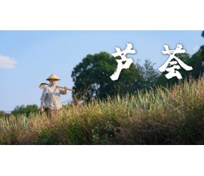云南农村餐桌上的“多肉植物”