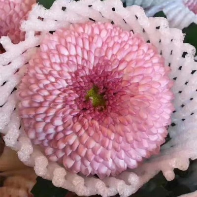 乒乓菊鲜花批发菊花云南鲜花基地直批花店摆摊用花社区团购货源2扎