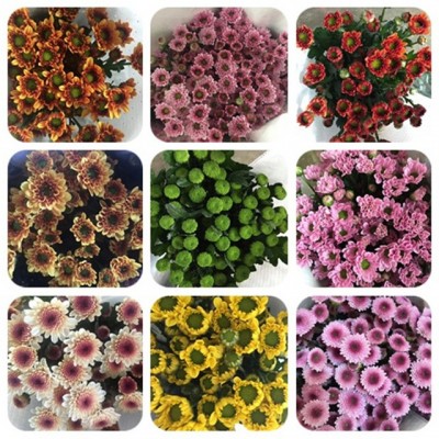 小雏菊鲜花小菊鲜花批发云南昆明基地鲜花直批婚庆布置摆摊用花2扎图5