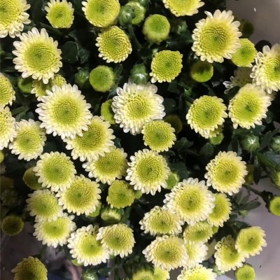 小雏菊鲜花小菊鲜花批发云南昆明基地鲜花直批婚庆布置摆摊用花2扎图3