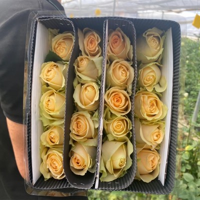 玫瑰鲜花批发云南鲜花基地直批婚庆布置花店摆摊用花社区团购货源2扎