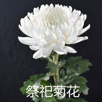 【清明菊花】清明节扫墓祭祖 昆明基地直批 黄色白色菊花3扎图2