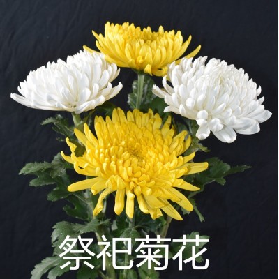 【清明菊花】清明节扫墓祭祖 昆明基地直批 黄色白色菊花3扎
