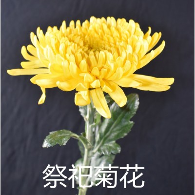【清明菊花】清明节扫墓祭祖 昆明基地直批 黄色白色菊花3扎图3