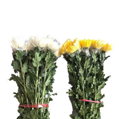【清明菊花】清明节扫墓祭祖 昆明基地直批 黄色白色菊花3扎图5