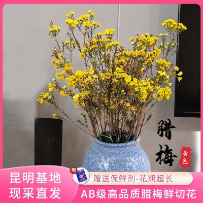 【澳洲平头腊梅】昆明基地鲜切花批发 新鲜多枝腊梅 居家插花装饰2扎图3