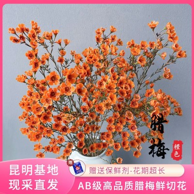 【澳洲平头腊梅】昆明基地鲜切花批发 新鲜多枝腊梅 居家插花装饰2扎图2