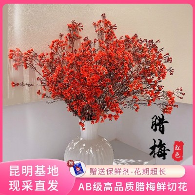 【澳洲平头腊梅】昆明基地鲜切花批发 新鲜多枝腊梅 居家插花装饰2扎