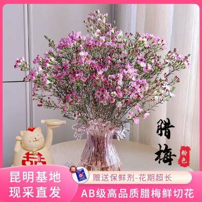 【澳洲平头腊梅】昆明基地鲜切花批发 新鲜多枝腊梅 居家插花装饰2扎图4