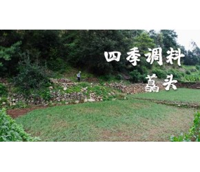 四季调料（八）——藠头，口味最突出的配角