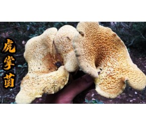 云南大山里野生菌越来越多，值钱好货一朵接一朵，意外发现虎掌菌