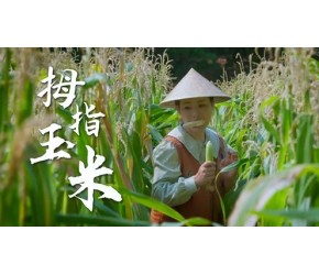 西双版纳拇指玉米—— 一年四季都有的软糯香甜