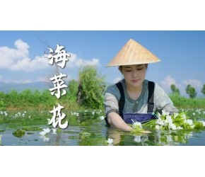 海菜花，又叫“水性杨花”，一种云南独有的浪漫风味。