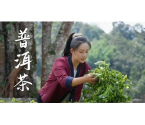 景迈普洱茶——初闻不识景迈香，再喝已是世界茶