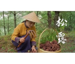 松露——云南的“猪拱菌”，世界的“珍味之王”